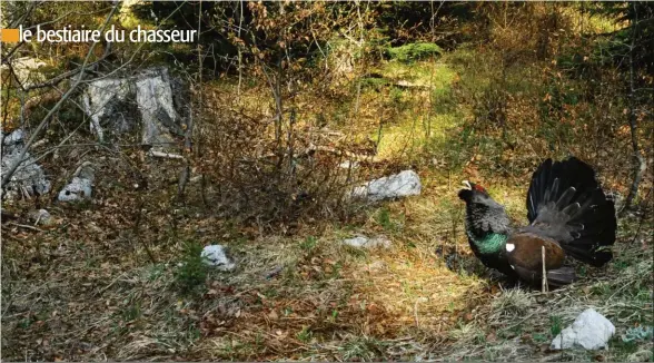  ??  ?? Que peut faire le chasseur pour que cette image d’un grand tétras vosgien ne disparaiss­e à jamais ?