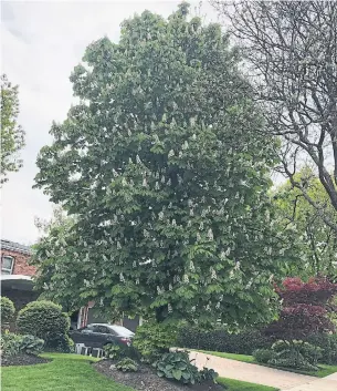  ?? HOWARD DETSKY ?? The Detsky family’s horse chestnut tree, is in full bloom this month in front of their North York home — but that’s not where it first took root, since the family once took in a move.