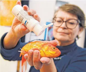  ?? FOTO: ULI DECK/DPA ?? Ihre Patienten halten selten still: Fischtierä­rztin Sandra Lechleiter behandelt in ihrer Praxis einen betäubten Goldfisch, indem sie einen Wundversch­luss in Form eines Pulvers aufträgt, das im Wasser haften bleibt.