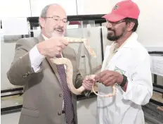  ??  ?? Roland Dubertrand holds a snake at one of the University of Nizwa’s research units.