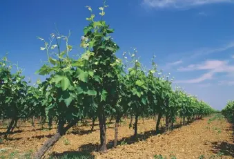  ??  ?? Below: Negroamaro vineyard trained on wires in Puglia