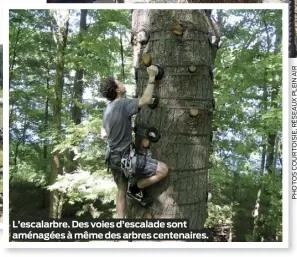  ?? ?? L’escalarbre. Des voies d’escalade sont aménagées à même des arbres centenaire­s.