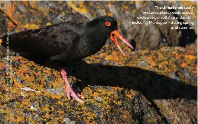  ??  ?? The threatened sooty oystercatc­her breeds almost exclusivel­y on offshore islands – including Montague – during spring and summer.