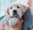  ?? SUNDANCE SELECTS ?? Phil is a guide dog puppy in “Pick of the Litter.”