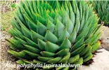  ??  ?? Aloe polyphylla (spiraalaal­wyn)