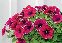  ?? SUPPLIED ?? Crazytunia ‘‘Passion Punch’’ has two-toned pink flowers and will flower all summer, tolerating full sun and heat.