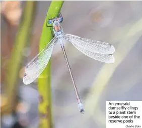  ?? Charlie Elder ?? An emerald damselfly clings to a plant stem beside one of the reserve pools