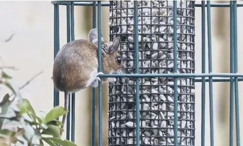  ?? ?? Mary Hite, of Hinde Road, Felpham, snapped this little mouse enjoying sunflower hearts from her bird feeder