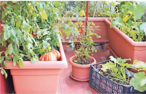  ?? FOTO: ISTOCK ?? In großen Kästen wachsen Tomaten, Gurken oder auch Zucchini. Hobby-Gärtner müssen sich entscheide­n, ob sie aus Samen selbst ziehen wollen oder fertige Pflanzen kaufen.