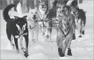  ?? JIM COLE/ THE ASSOCIATED PRESS ?? A group of sled dogs from the Muddy Paw Sled Dog Kennel runs a trail in Jefferson, N.H. The kennel rescues “second-chance” dogs and is home to a blind dog that relies on his brother to keep up with the team.