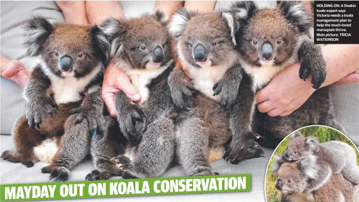  ??  ?? HOLDING ON: A Deakin koala expert says Victoria needs a koala management plan to help the much-loved marsupials thrive.
Main picture: TRICIA WATKINSON