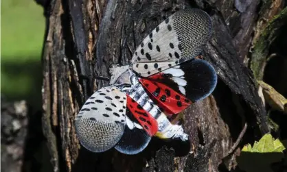  ??  ?? A spotted lanternfly at a vineyard in Kutztown, Pennsylvan­ia, in 2019. Photograph: Matt Rourke/AP