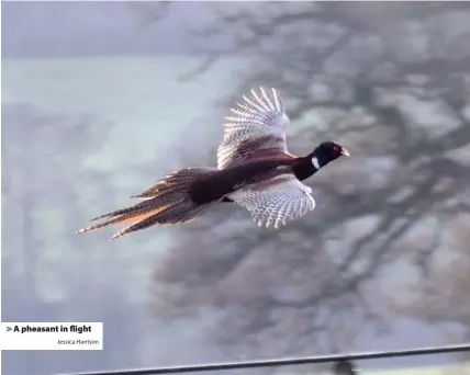  ?? Jessica Harrison ?? > A pheasant in flight