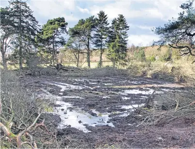  ?? Picture: Paul Reid. ?? The owners of the woodland site have denied any wrongdoing and said Angus Council’s report was “good news”.