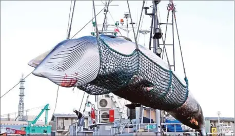  ?? JIJI PRESS/AFP ?? Japanese fishermen set sail on July 1 to hunt whales commercial­ly for the first time in more than three decades after Tokyo’s controvers­ial withdrawal from the Internatio­nal Whaling Commission (IWC) triggered outrage from environmen­tal groups.