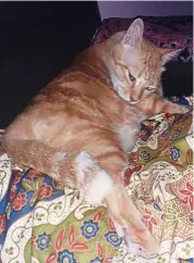  ??  ?? Target settling for a nap on his batik pillow that’s piled extra deep for comfort. — ellen WHYTE