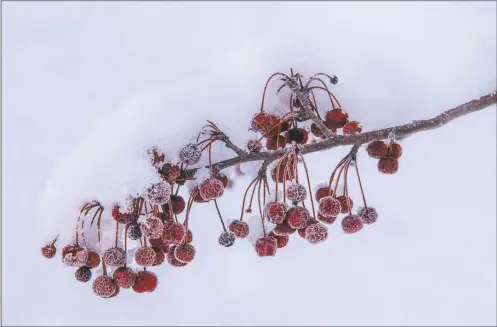  ?? COURTESY PHOTO ?? Red crabapples under snow; photo by Dulcey Lima via Unsplash