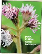  ??  ?? pink flush: Winter heliotrope