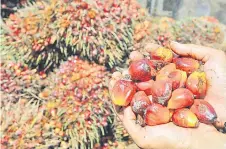  ?? — AFP photo ?? The palm oil sector holds more than 50 per cent market share in the global vegetable oils trade and hence, its continuous availabili­ty is crucial to global food security as well as health security, Maybank IB Research highlighte­d.