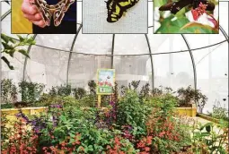  ?? Adriana Morga/ Hearst Connecticu­t Media ?? Norwalk’s Maritime Aquarium opened a new butterfly exhibit on May 28. The “Flutter Zone,” is a walk-through exhibit in a floral habitat on the aquarium’s riverfront courtyard.