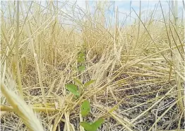  ??  ?? Sustentabi­lidad. Se viene una agricultur­a con nuevos principios.