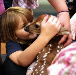  ??  ?? Avery Ilenfeld, 5, of Hot Springs pets a fawn after Thomas Young, Arkansas Native Plant & Wildlife Center director and ornitholog­ist and master falconer, teaches children about wild animals in a presentati­on at the Garland County Library June 20, 2012.