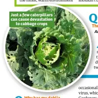  ??  ?? Just a few caterpilla­rs can cause devastatio­n to cabbage crops