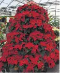  ?? MARKCULLEN.COM ?? Poinsettia­s are the No. 1 plant of the season. They originated in Mexico and it’s their leaves that turn red, not their flowers.