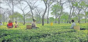  ?? SADIQ NAQVI/ HT PHOTOS ?? ▪ Women workers pluck tea leaves at Doyang Tea Estate in Assam’s Golaghat district. (Right) Ratan Nayak with his deceased wife’s photo.