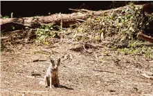  ?? Noah Berger/Special to the Chronicle ?? A juvenile male coyote sits in the Presidio in 2018. Coyotes are more protective of their den sites after pups are born.