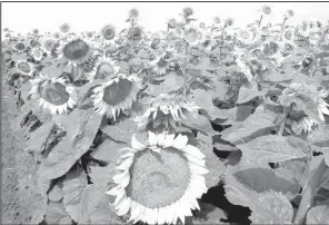  ?? (NDSU photo) ?? Topics for the Getting-It-Right in Sunflower Production conference will include hybrid selection, the importance of getting an optimum plant population, plant nutrient and soil management, and updates for weed, disease and insect management.