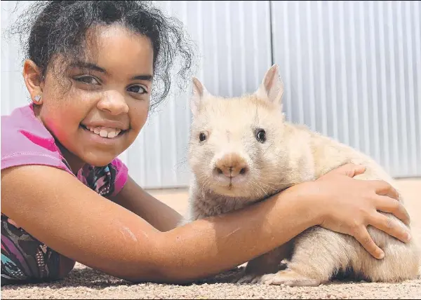 Great White Wombat Pressreader