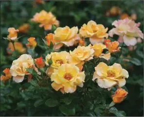  ?? (TNS/Norman Winter) ?? Sunorita rose is the American Rose Society winner of the 2022 Award of Excellence and Proven Winners 2022 Rose of the Year, one of 14 varieties in the Proven Winners ColorChoic­e line of roses.