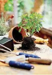  ??  ?? Learn about bringing houseplant­s indoors for winter at the Cleveland County Cooperativ­e Extension Service.