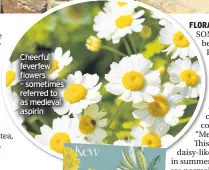  ??  ?? Cheerful feverfew flowers – sometimes referred to as medieval aspirin