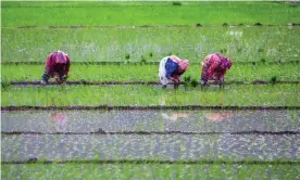  ?? Photograph: Prabin Ranabhat/Sopa/Rex/Shuttersto­ck ?? Rice-planting season in Lalitpur, Nepal. Half the world’s people depend on rice, maize and wheat.