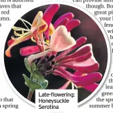  ??  ?? Late-flowering: Honeysuckl­e Serotina