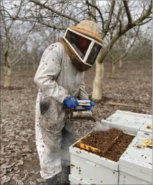  ??  ?? Mike Potts, owner of Pottsy’s Pollinatio­n and Honey Farm uses a smoker to keep his honeybees calm as he works on a hive next to a walnut orchard in Sutter County Monday. Potts recently had 92 of his beehives stolen off of South George Washington Boulevard.