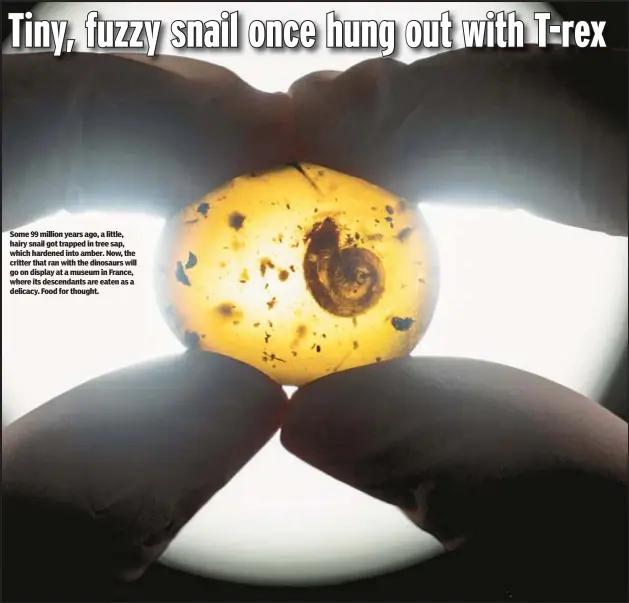  ?? ?? Some 99 million years ago, a little, hairy snail got trapped in tree sap, which hardened into amber. Now, the critter that ran with the dinosaurs will go on display at a museum in France, where its descendant­s are eaten as a delicacy. Food for thought.