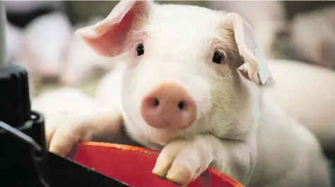  ?? BILD: SN/FOTOLIA/ COUNTRYPIX­EL ?? Fast alle Schweine bekommen während ihres kurzen Lebens Antibiotik­a verabreich­t.