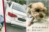  ??  ?? 愛犬KoKo因病入院，需送入ICU。
↑唯唯的座駕車尾被撞，需要大修。