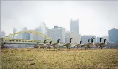  ?? Andrew Rush/Post-Gazette ?? With Downtown as a backdrop, Canada geese walk along the North Shore on Monday.