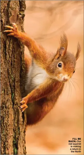  ??  ?? I’ll be back: Our red squirrel is making a return in the North