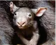  ??  ?? Das ist Apari, das neue Wombat-Baby des Duisburger Zoos.