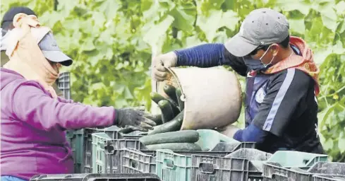  ?? FOTO: JAVIER VEGA ?? Jornaleros se benefician con el empleo que se genera en el corte de pepino.