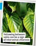  ?? ?? Yellowing between veins can be a sign of interveina­l chlorosis