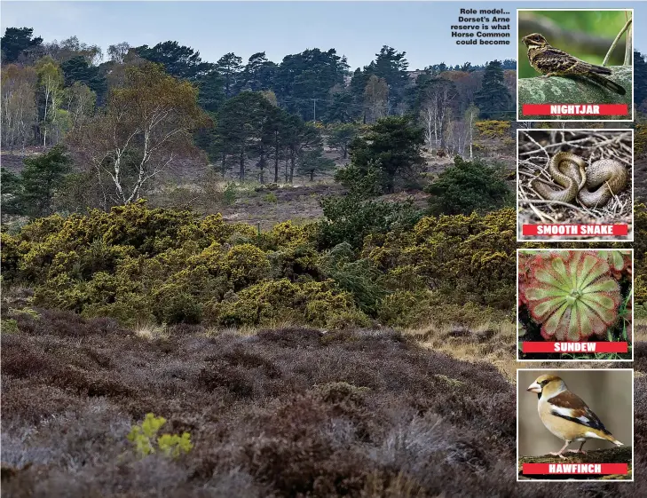  ?? Pictures: ADAM GERRARD ?? Role model... Dorset’s Arne reserve is what Horse Common could become
