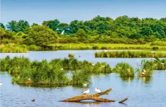  ??  ?? L’étang Massé. Étendu sur 135 hectares, il est considéré comme un des espaces du site les plus riches sur le plan biologique.