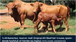  ?? FOTO: CHARL VAN ROOYEN ?? ’n Afrikanerb­ul, -koei en –kalf. Original Afri Beef het ’n nuwe, opwindende hoofstuk vir hierdie ras ingelui.