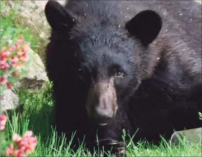  ?? File photo ?? A 26-year-old Thomaston man was arrested by environmen­tal conservati­on police after killing a mother bear to protect his dog, officials said. The female bear was killed and her two cubs survived. The dog was not hurt. The bear pictured is not the one shot.